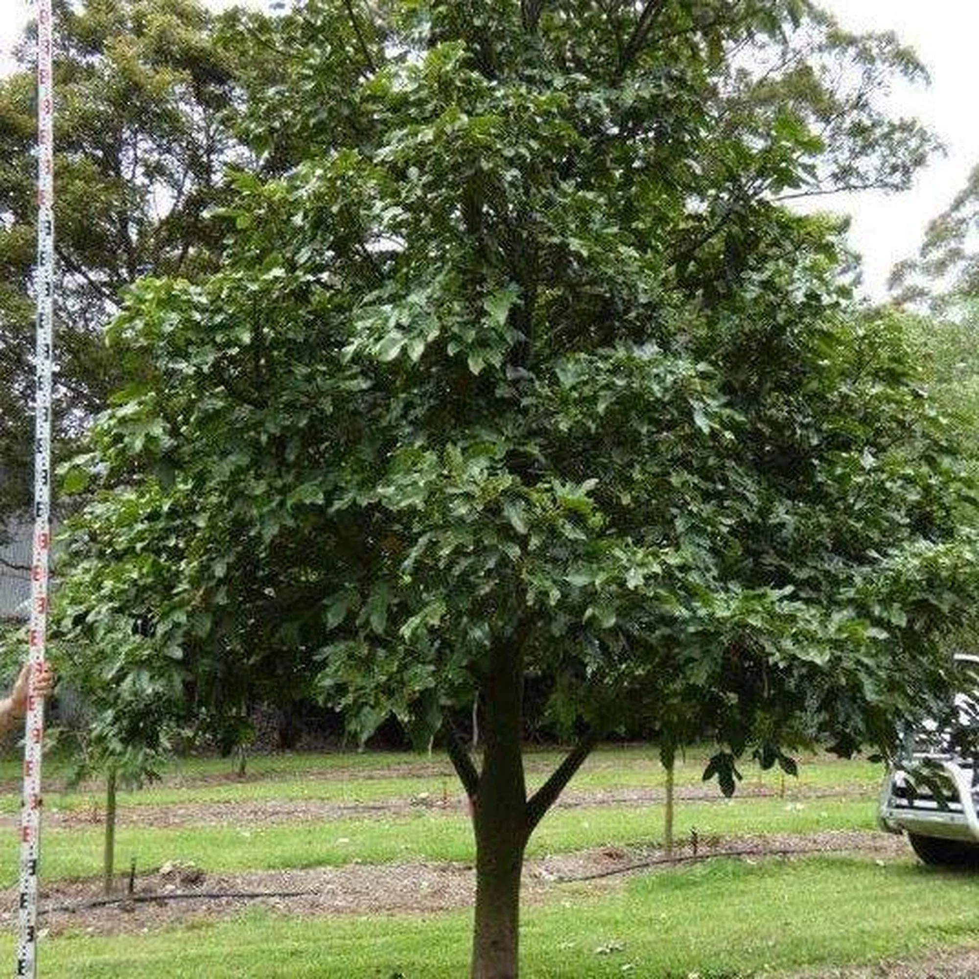 Top Flowering Trees in Australia