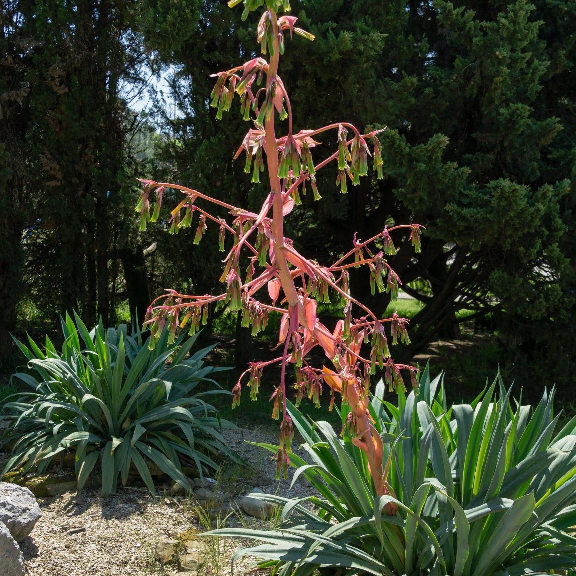 Low Water Plants for Hot Climates